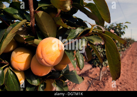 Kaki, Khaki, Felder und reifen Früchten, Valencia. Stockfoto