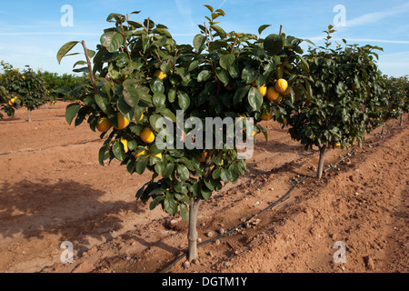 Kaki, Khaki, Felder und reifen Früchten, Valencia. Stockfoto