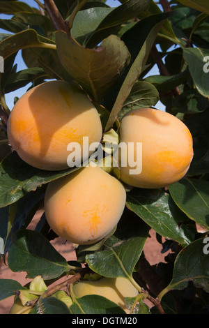 Kaki, Khaki, Felder und reifen Früchten, Valencia. Stockfoto