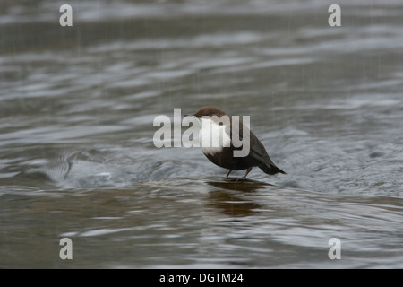 Weiße-throated Wasseramseln (Cinclus Colchicus), Nationalpark Oulanka, Finnland, Europa Stockfoto