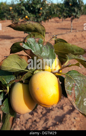 Kaki, Khaki, Felder und reifen Früchten, Valencia. Stockfoto