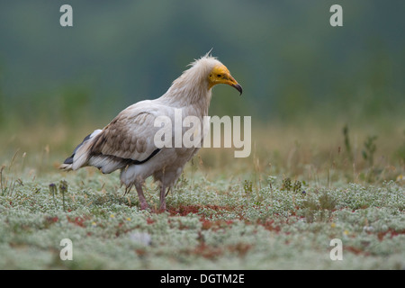 Schmutzgeier (Neophron Pernkopterus), Rhodopen Gebirge, Bulgarien, Europa Stockfoto