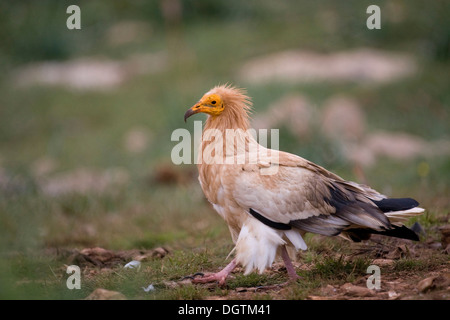 Schmutzgeier (Neophron Pernkopterus), Pyrenäen, Spanien, Europa Stockfoto