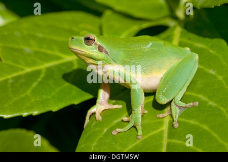 Mittelmeer-Laubfrosch, Stripeless Laubfrosch (Hyla Meridionalis), Süd-Frankreich, Europa Stockfoto