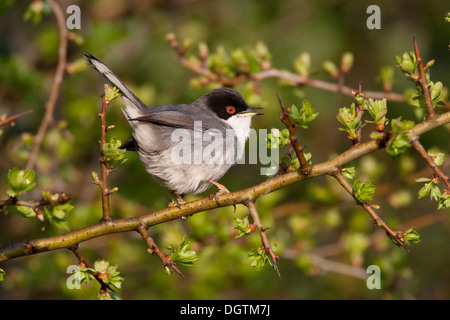 Samtkopfgrasmücke (Sylvia Melanocephala), Männlich, Insel Sardinien, Italien, Europa Stockfoto