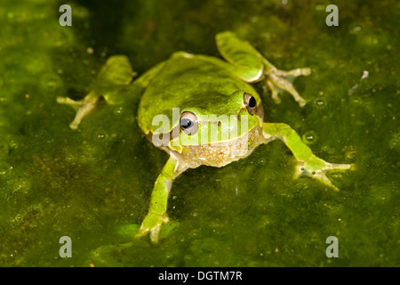 Sardische Laubfrosch oder Tyrrhenische Laubfrosch (Hyla Sarda), Sardinien, Italien, Europa Stockfoto