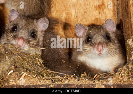 Essbare Siebenschläfer (Glis Glis) in einem Vogel-Nistkasten, Sachsen-Anhalt Stockfoto