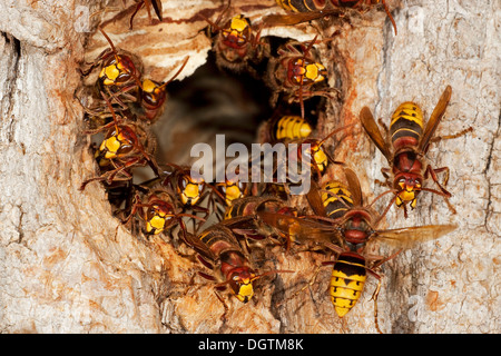 Europäische Hornissen (Vespa Crabro), Arbeiter auf den Eingang zum Nest, ehemalige Verschachtelung Loch von einem Buntspecht Stockfoto