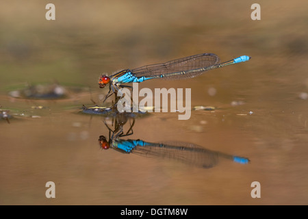 Kleinen rotäugigen Damselfly (Erythromma Viridulum) mit Beute, Brandenburg Stockfoto