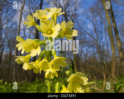 Schlüsselblume (Primula Elatior), Thüringen Stockfoto