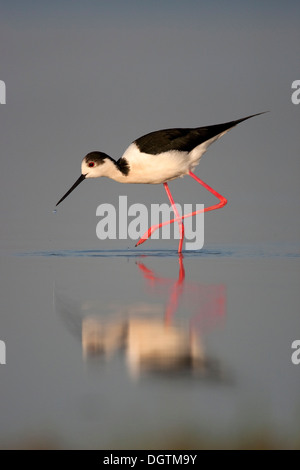 Stelzenläufer (Himantopus Himantopus) auf der Suche nach Nahrung, Neusiedler See, Österreich, Europa Stockfoto