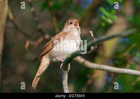 Nachtigall (Luscinia Megarhynchos), Neusiedler See, Österreich Stockfoto