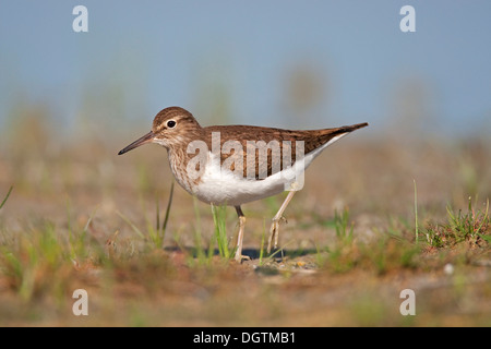 Flussuferläufer (Actitis Hypoleucos), Neusiedler See, Österreich, Europa Stockfoto