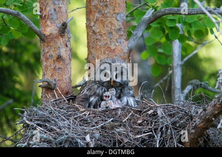 Große graue Eulen, thront auf dem Nest mit Eulen, Finnland, Europa Lappland Eulen (Strix Nebulosa), Weiblich Stockfoto