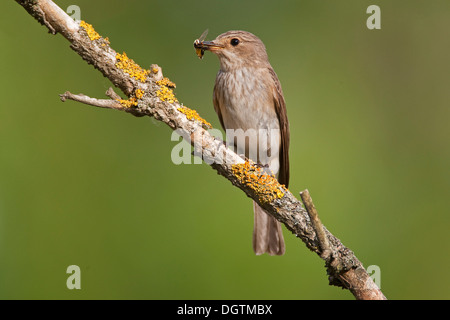 Grauschnäpper (Muscicapa Striata) mit Hoverfly, Thüringen Stockfoto