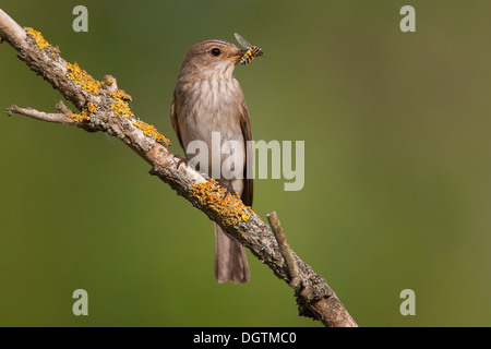 Grauschnäpper (Muscicapa Striata) mit Hoverfly, Thüringen Stockfoto