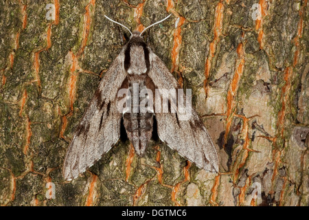 Kiefer Hawk-Moth (Sphinx Pinastri) thront auf einem Baumstamm, Thüringen Stockfoto