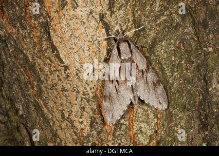 Kiefer Hawk-Moth (Sphinx Pinastri) thront auf einem Baumstamm, Thüringen Stockfoto