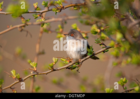 Samtkopfgrasmücke (Sylvia Melanocephala), Weiblich, Sardinien, Italien, Europa Stockfoto