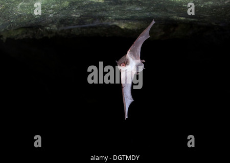 Lange-fingriger Fledermaus (Myotis Capaccinii) im Flug, Sardinien, Italien, Europa Stockfoto