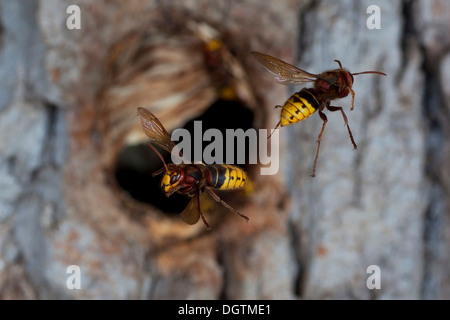 Europäische Hornissen (Vespa Crabro), Arbeiter auf der Flucht vor dem Eingang zum Nest, ehemalige Verschachtelung Loch eines großen entdeckt Stockfoto