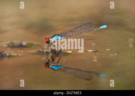 Kleine Red-eyed Damselfly (Erythromma Viridulum) mit Beute, Brandenburg Stockfoto