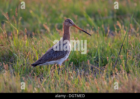 Uferschnepfe (Limosa Limosa), den Neusiedler See, Österreich, Europa Stockfoto