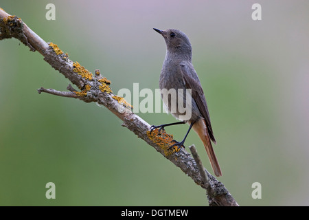 Black Redstart (Phoenicurus Ochruros), junge, Thüringen Stockfoto
