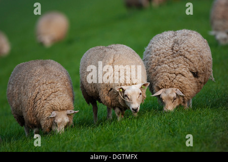 Hausschaf (Ovis Orientalis Aries), Texel, Niederlande, Europa Stockfoto