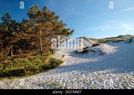 Weißen Sandstrand auf der südlichen Küste von Dueodde, Bornholm, Dänemark Stockfoto