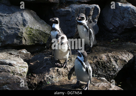 Gruppe von Humboldt oder peruanische Pinguine (Spheniscus Humboldti) in felsiger Umgebung Stockfoto
