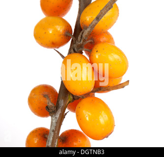 Sanddorn isoliert auf weißem Hintergrund Stockfoto