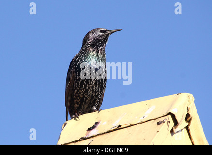 Reifen Sie, Star (Sturnus Vulgaris) Posiing auf einem Dach vor blauem Himmel Stockfoto