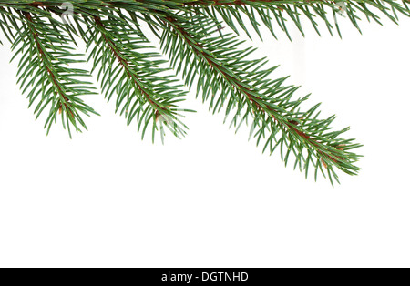 Baum Tannenzweig isoliert auf weißem Hintergrund Stockfoto