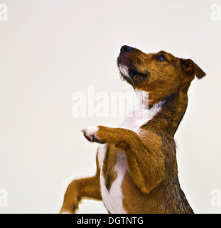 Jack Russell, Hund betteln für eine Behandlung auf weißem Hintergrund Stockfoto