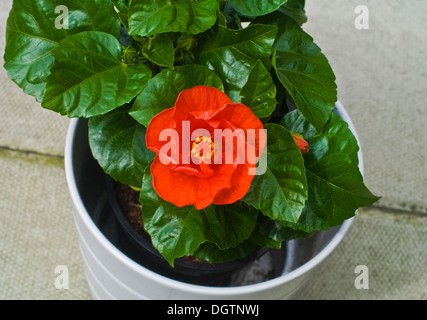 Hibiscus Rosa-Sinensis, Eibisch, chinesischer Hibiskus, China-Rose, Schuh-Blume Stockfoto