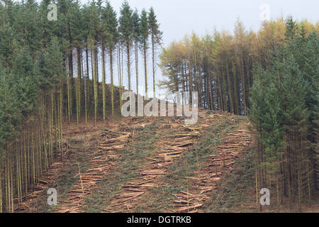 Forstwirtschaftliche Betriebe - Baum Fällen zwischen Tregaron und Abergwesyn in mid Wales Stockfoto