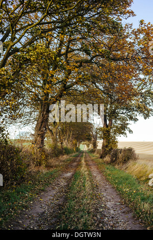 Maler David Hockney Tunnel der Bäume am Kilham, die in vielen dieser East Yorkshire-Bilder angezeigt Stockfoto