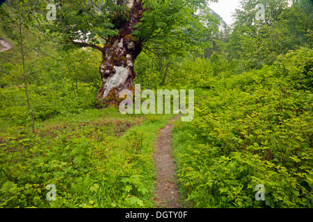 WASHINGTON - großen, alten Ahornbaum auf dem Quinault River Trail im Enchanted Talbereich des Olympic National Park. Stockfoto