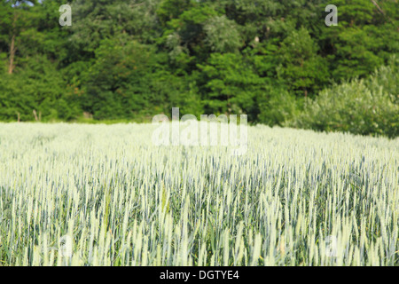 Ein Feld von Weizen. grüne Ohren Stockfoto