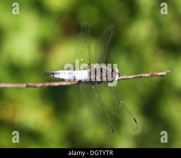 Libelle auf einem Ast in der Nähe. Stockfoto