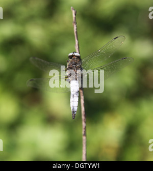 Libelle auf einem Ast in der Nähe. Stockfoto