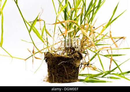 Ich sehe das Unkraut in den Baum, bis es auf Bäumen verteilt. Stockfoto