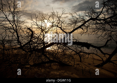 Sonnenuntergang über Baum am Strand Stockfoto