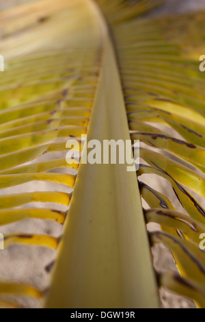 Nahaufnahme Bild des gelben Palmblatt Stockfoto
