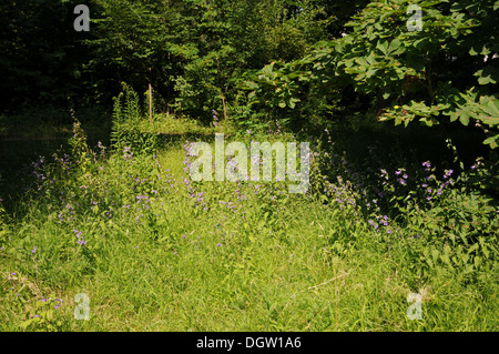 Feld-Glockenblume Stockfoto