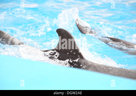 Delphin im Wasser Stockfoto