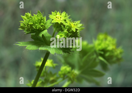 Frauenmantel, Alchemilla mollis Stockfoto