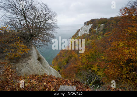 Sassnitz, Deutschland. 21. Oktober 2013. Blick auf die Kreide-Küste der Ostsee Insel Rügen von der Klippe Koenigsstuhl im Nationalpark Jasmund bei Sassnitz, Deutschland, 21. Oktober 2013. Mit ca. 3.000 ist ha den Nationalpark auf der Insel Rügen die kleinste in Deutschland. 1,5 Millionen Besucher reisen jährlich nach Park. Foto: Stefan Sauer/Dpa/Alamy Live News Stockfoto