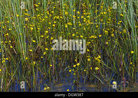 Geringerem Spearwort, Ranunculus flammula Stockfoto